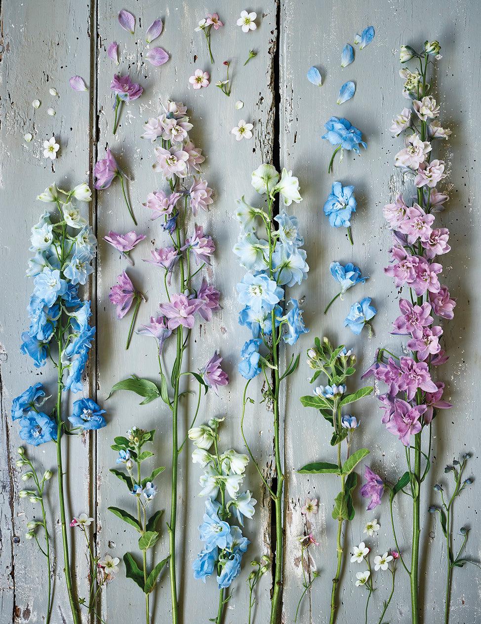 'Delightful Delphiniums' Greetings Card