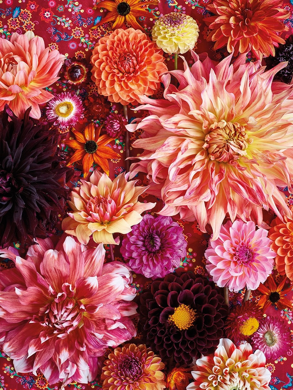 'Floribunda Dahlia Collection' Greetings Card