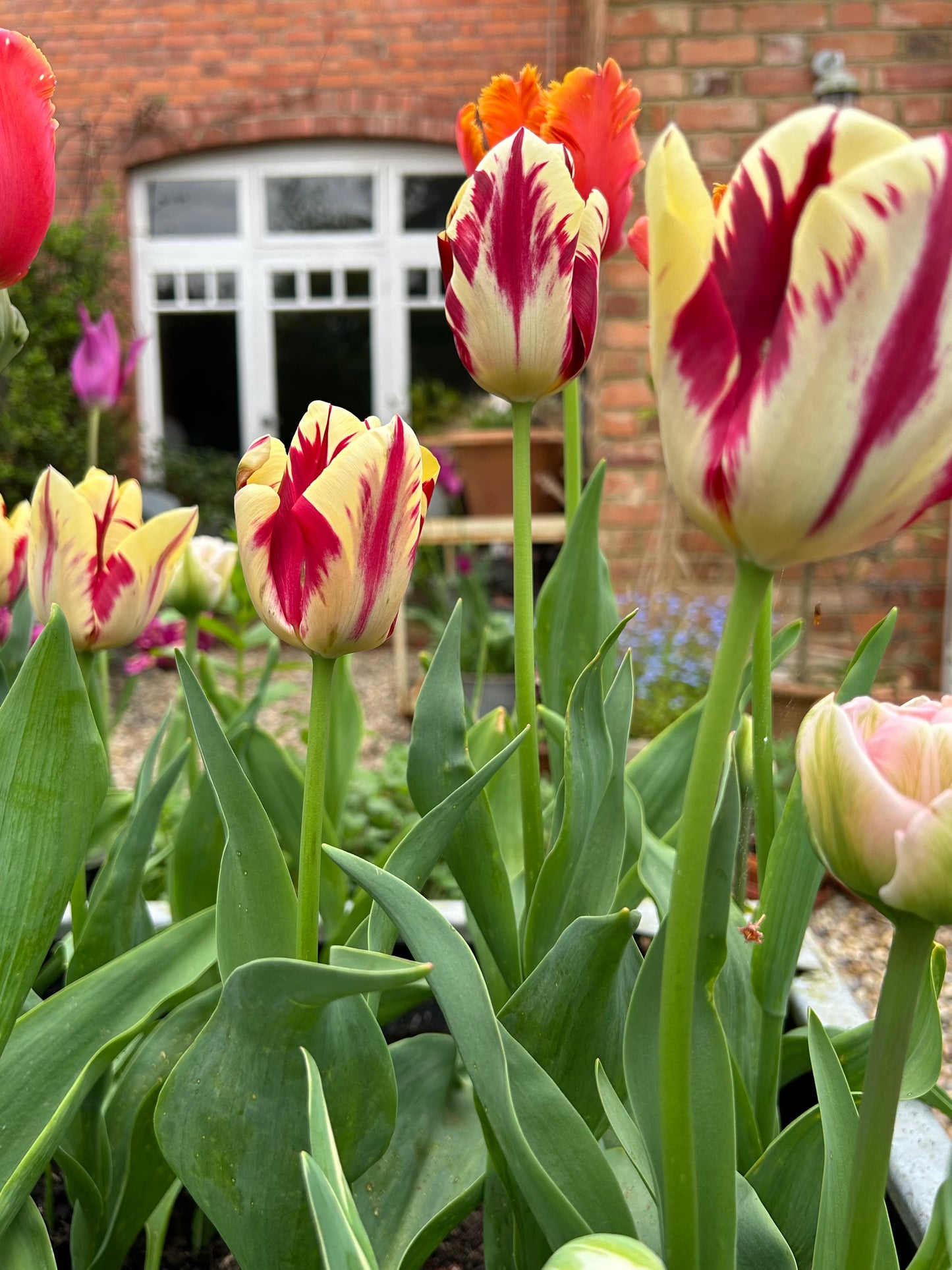 'Tulipa Grand Perfection' Greetings Card