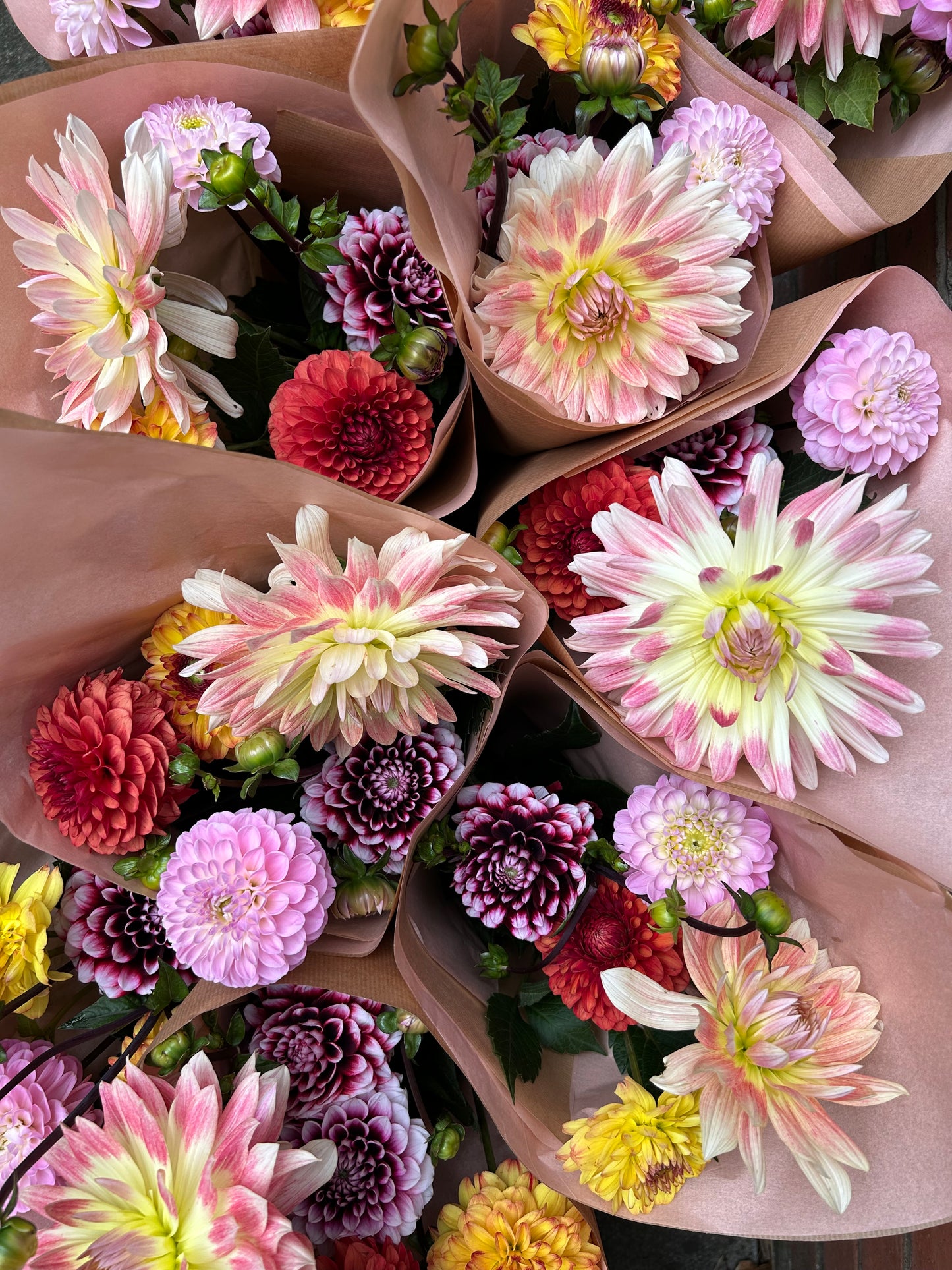 Dahlia Masterclass - 6pm Sunday 6th September 2026