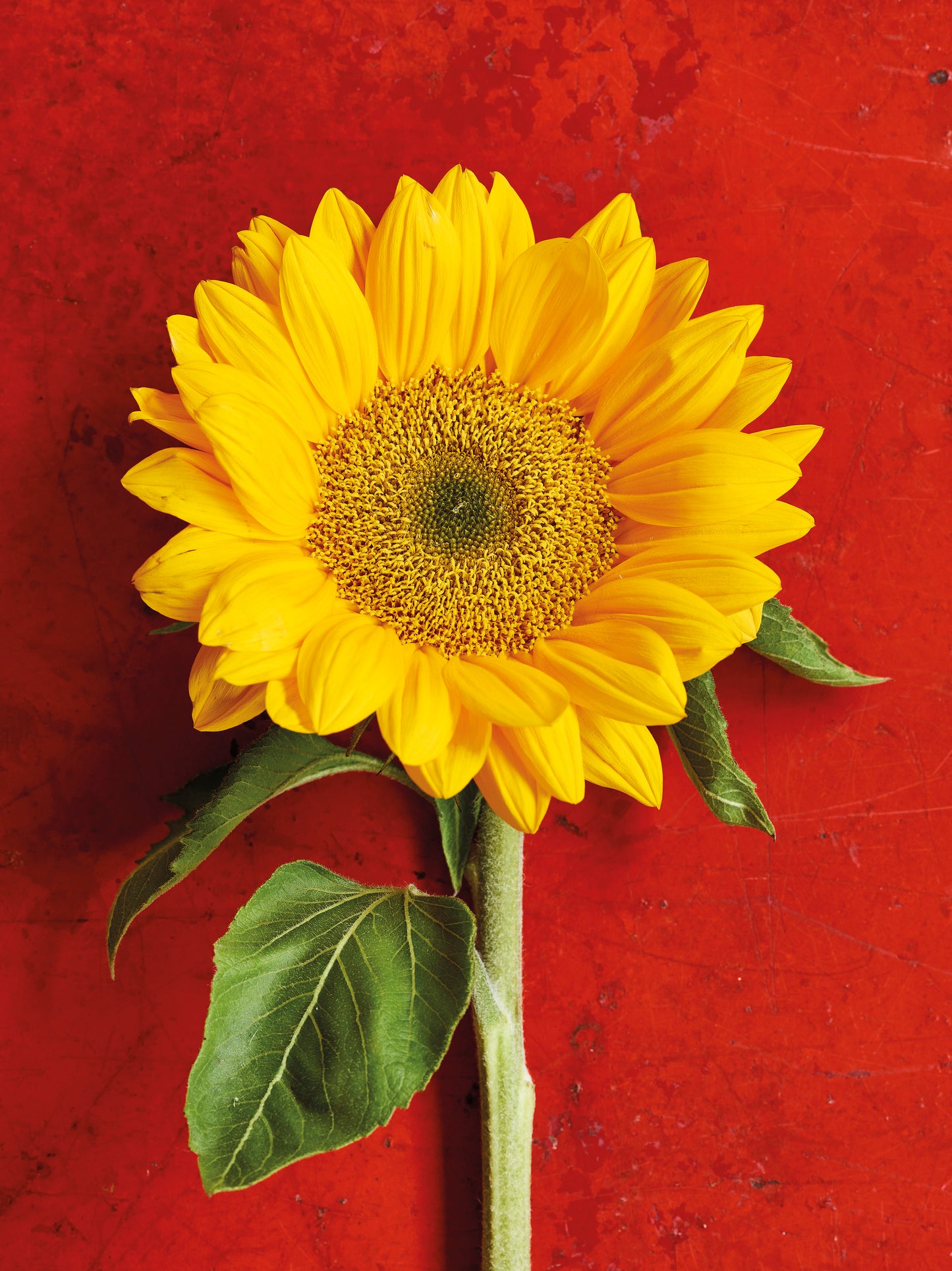 'The Sunflower' Greetings Card