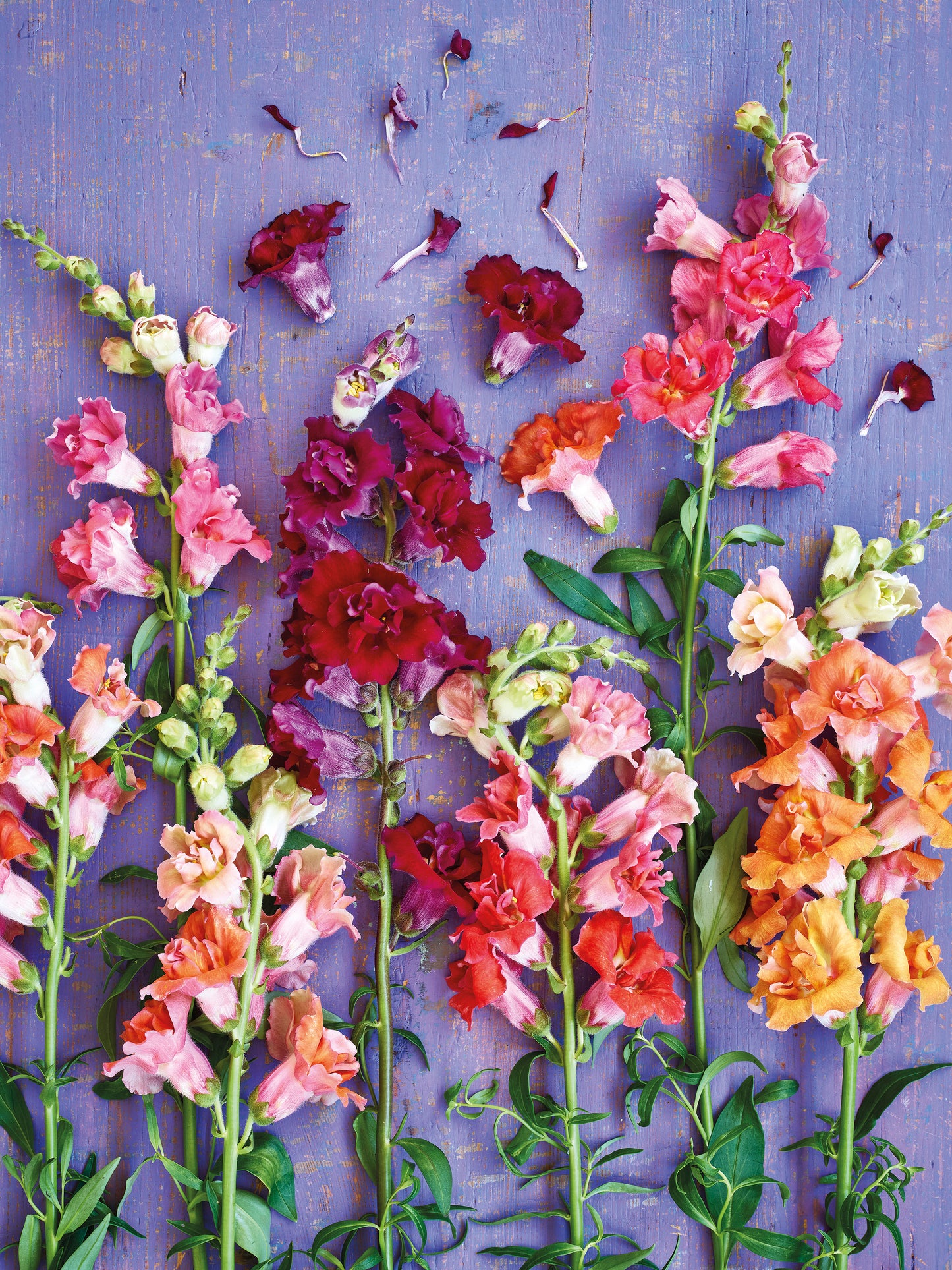 'Softly Scented Snapdragons' Greetings Card