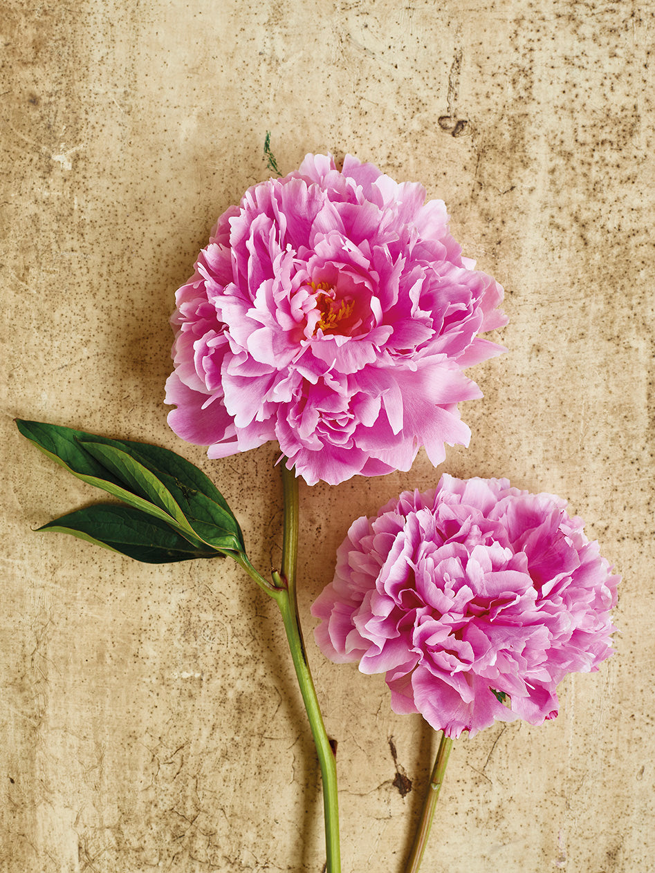 'Peony Sarah Bernhardt' Greetings Card