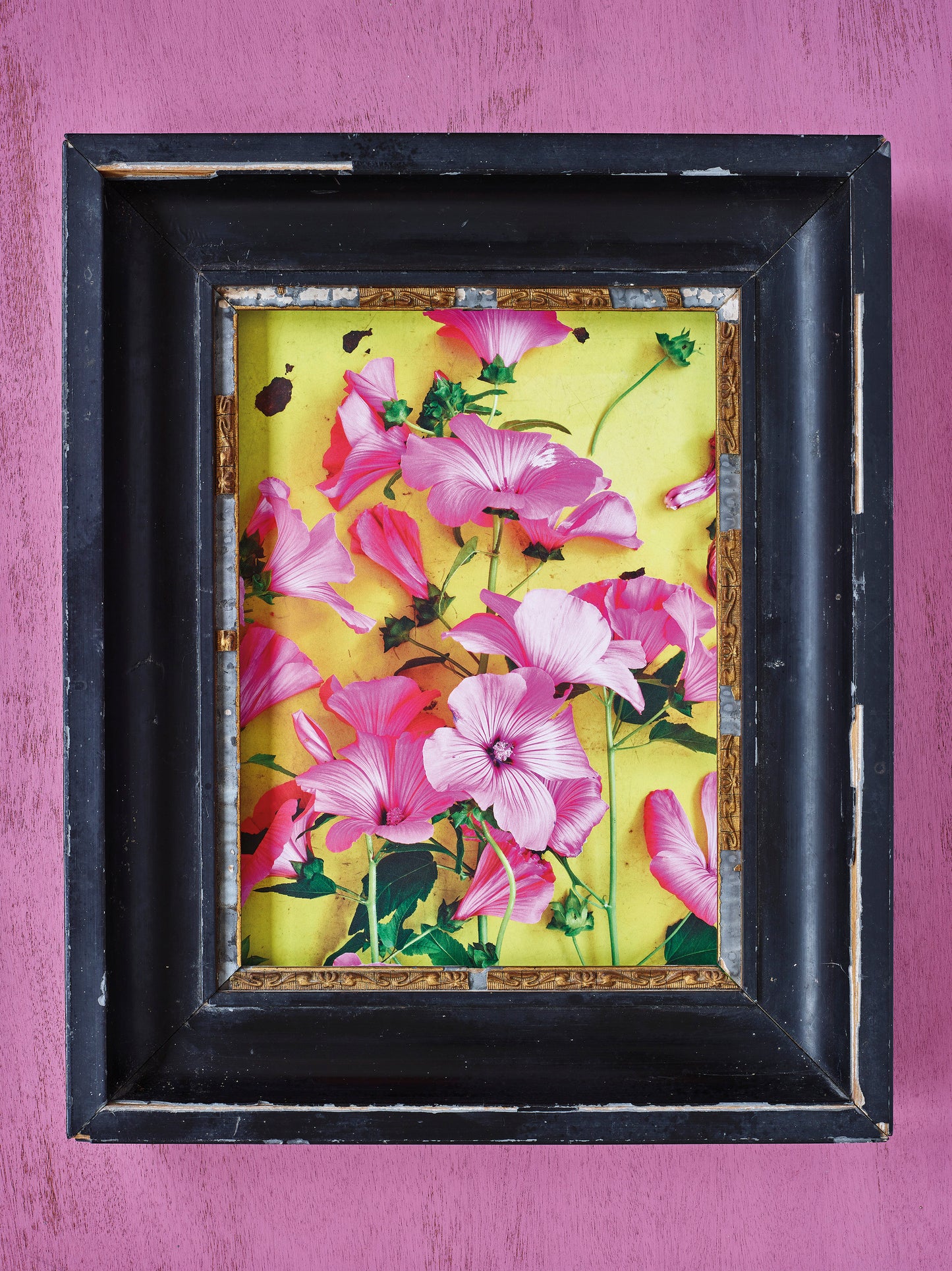 'Summer Mallow' Limited Edition Print