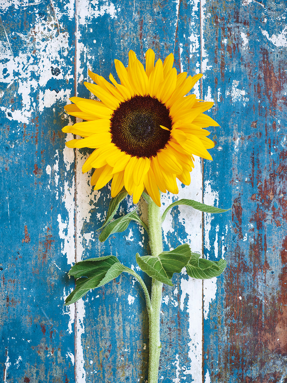 'The Sunflower' Greetings Card