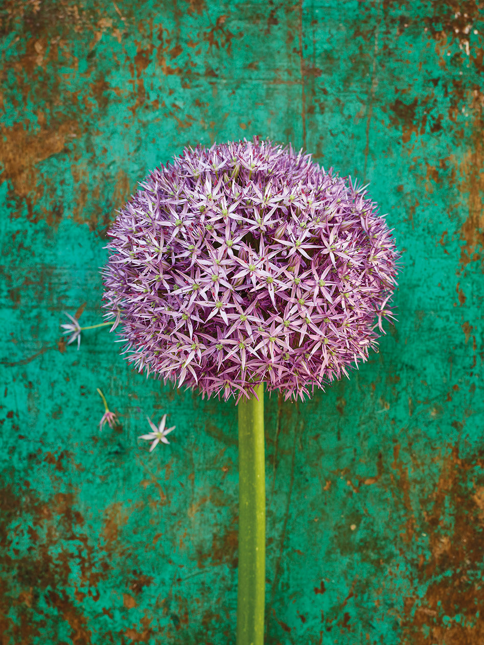 'Allium Globemaster' Greetings Card