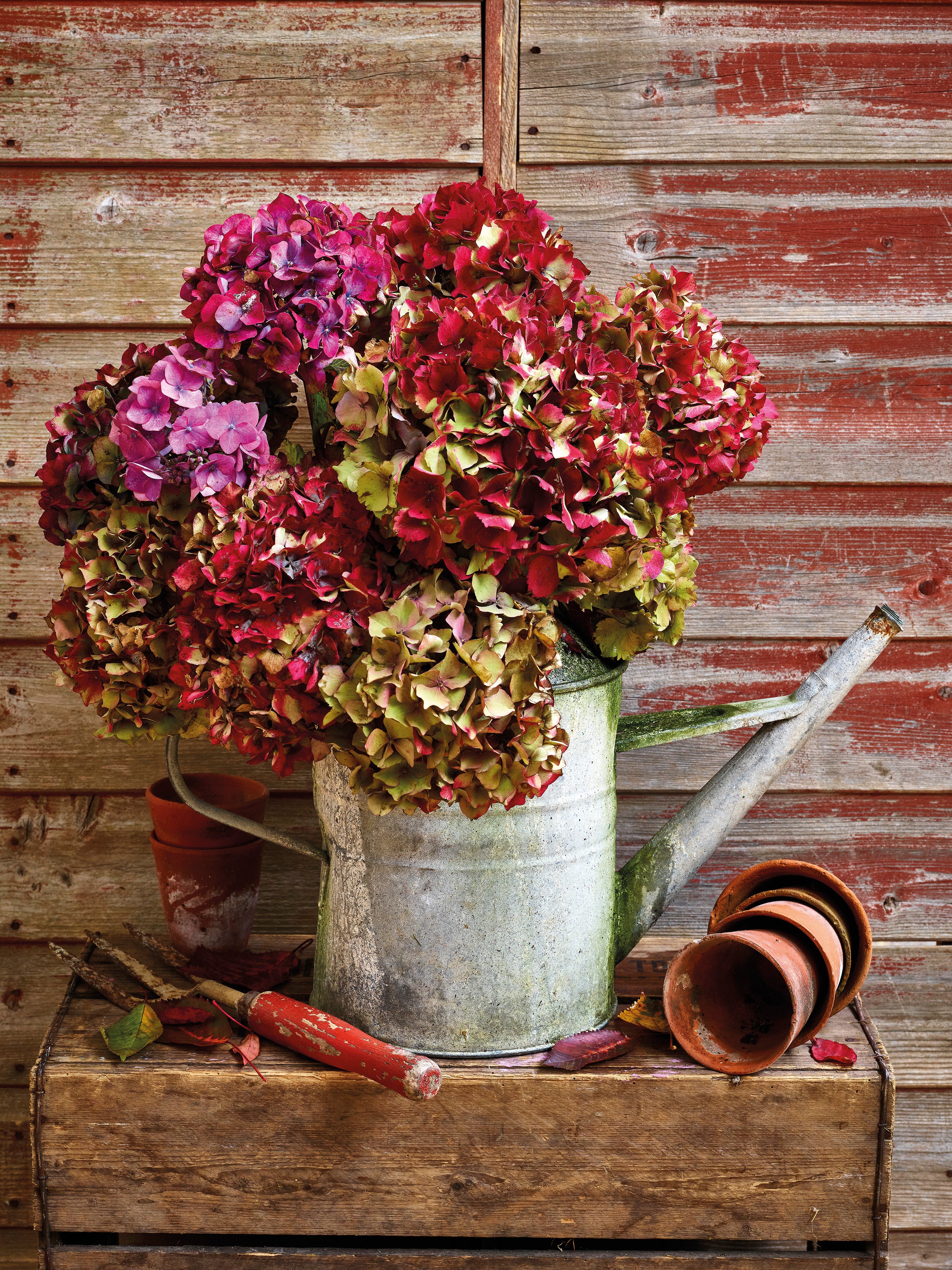 All Greetings Cards – Jane Scott Flowers