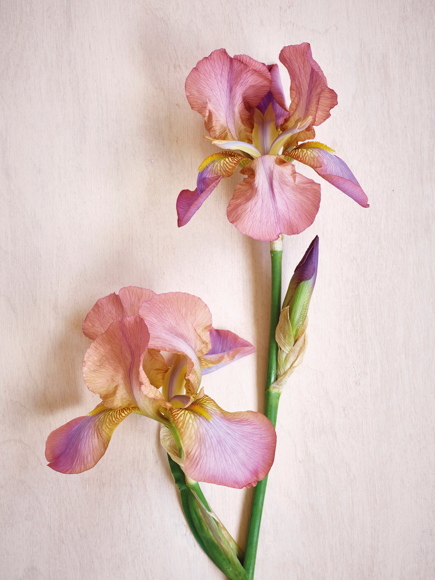 'Bearded Iris Romance' Greetings Card