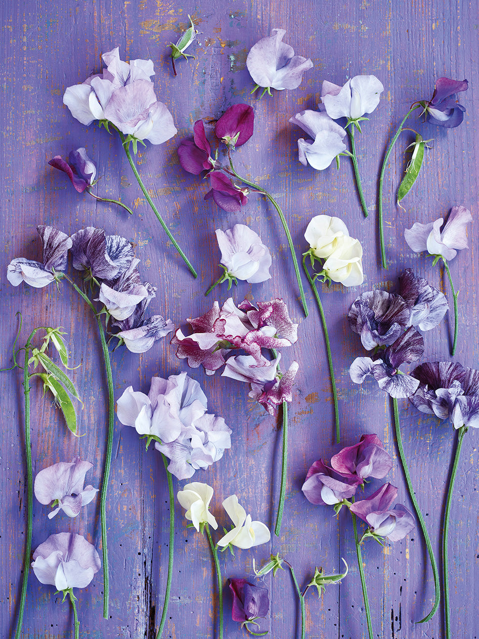 'Beloved Sweet Peas' Greetings Card