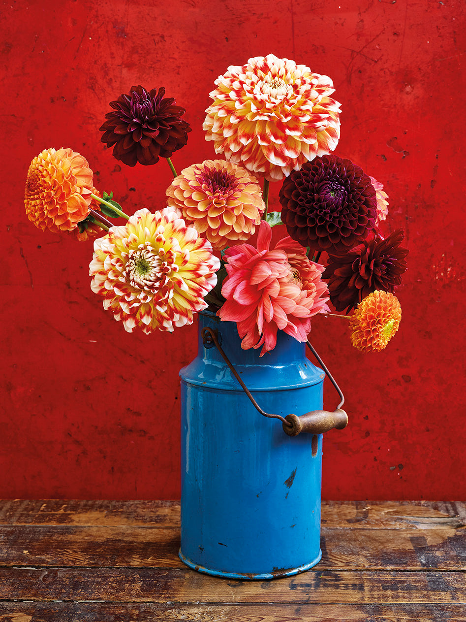 'Churn of Decorative Dahlias' Greetings Card