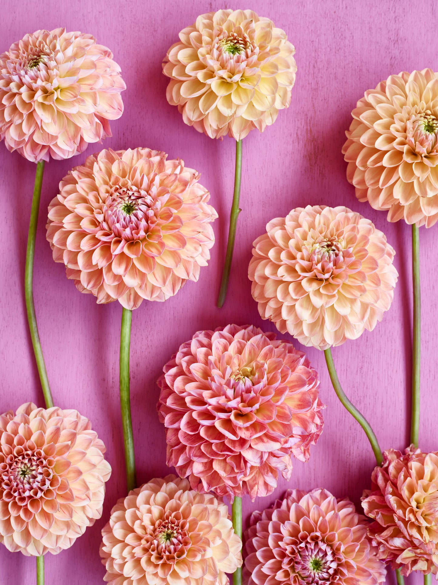 'Dahlia Linda's Baby" Greetings Card