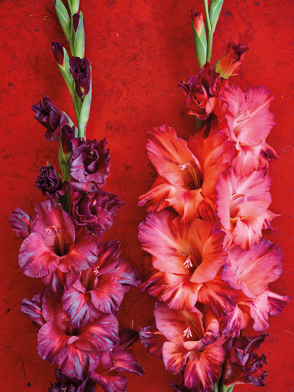 'Glorious Gladioli' Greetings Card