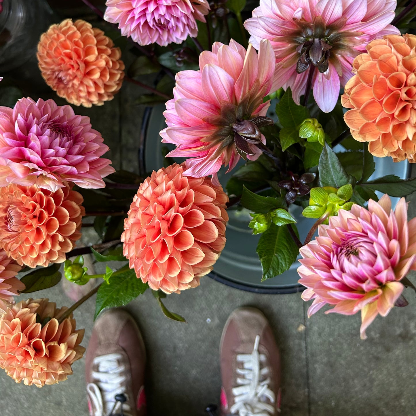 Dahlia Masterclass - 6pm Sunday 6th September 2026