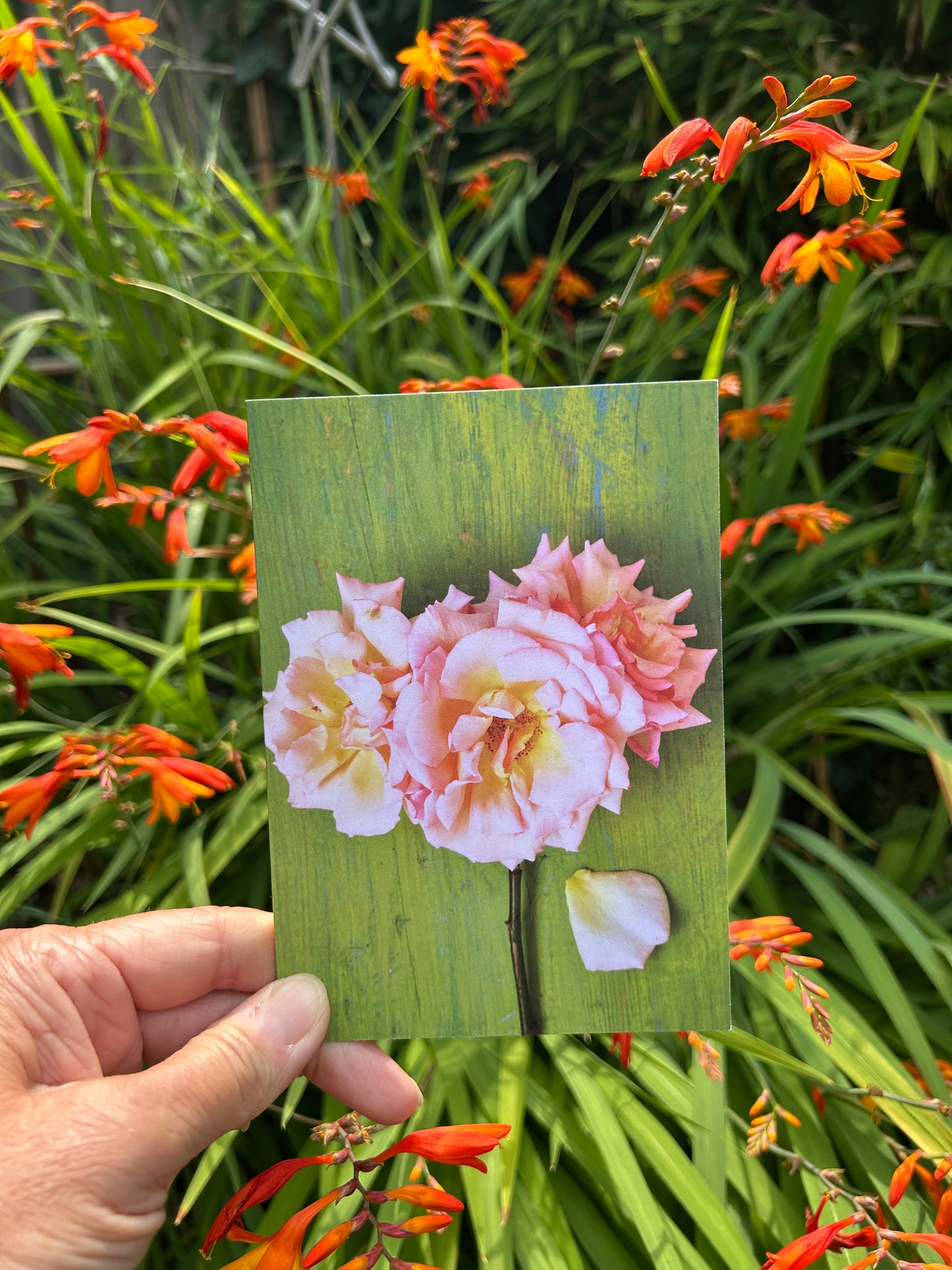 'Jayesh's Rose' Greetings Card