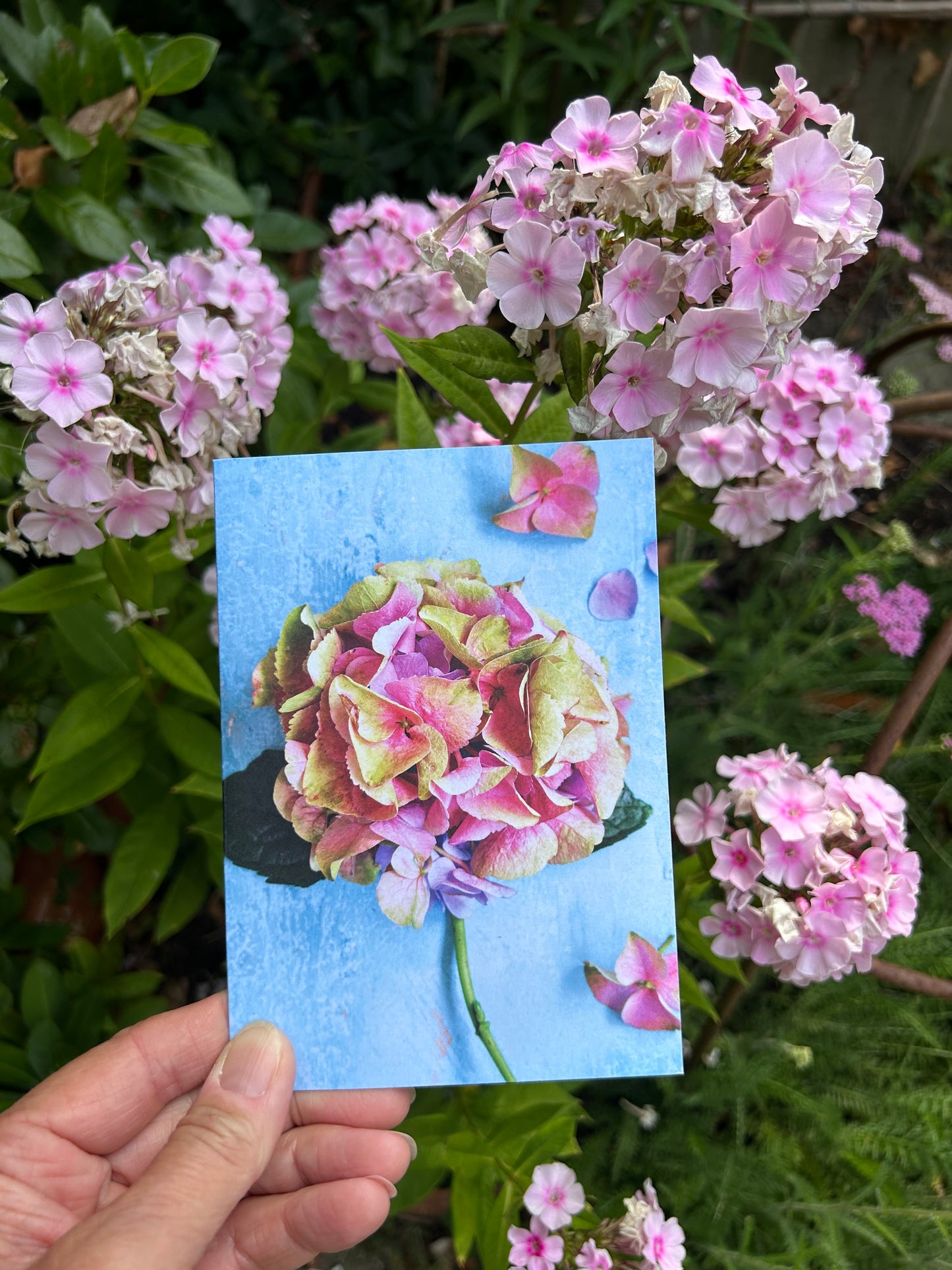 'Garden Hydrangea' Greetings Card