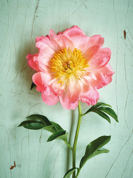 'Peony Coral Sunset' Greetings Card