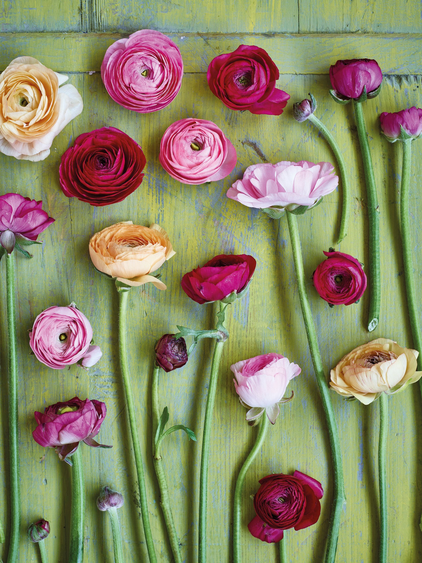 'Ranunculus' Greetings Card