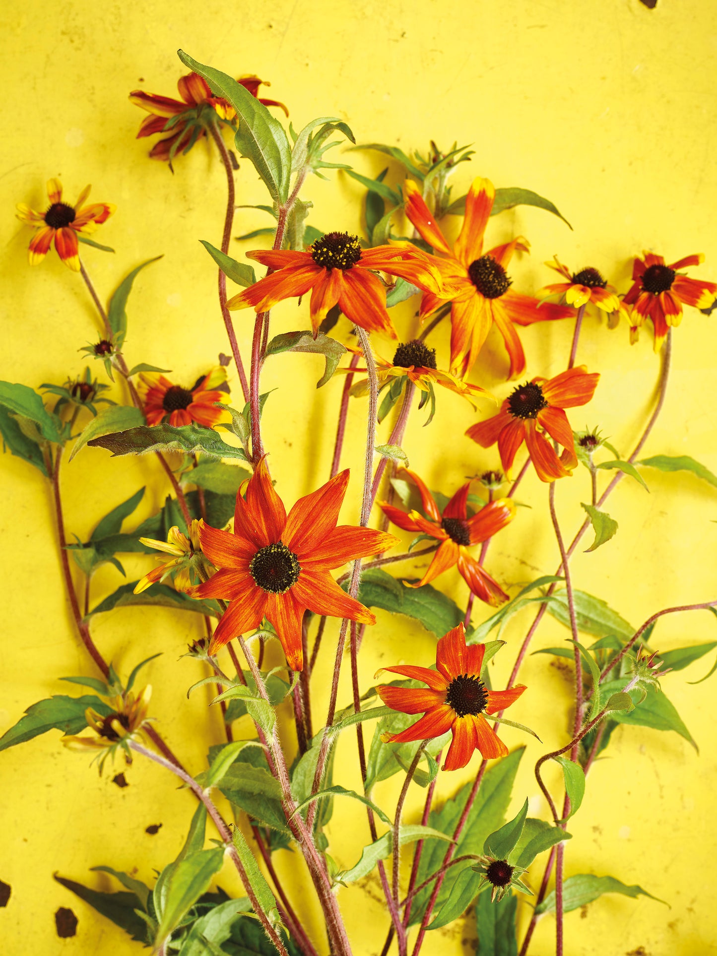 'Rudbeckia Prairie Glow' Greetings Card