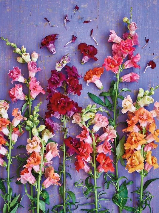 'The Snapdragon's Spell' Greetings Card