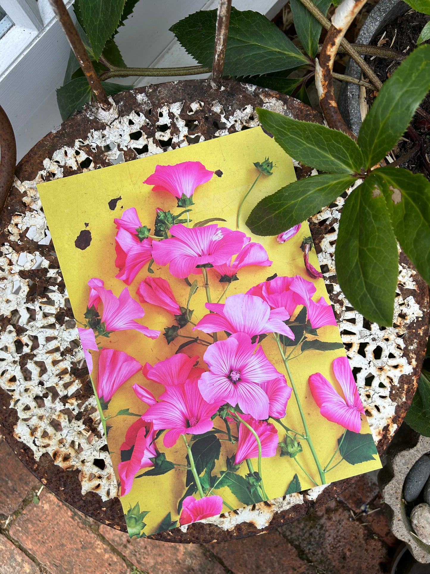 'Summer Mallow' Limited Edition Print